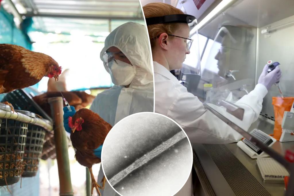 Imagem de destaque para o post: Canada detects first suspected case of human H5 bird flu